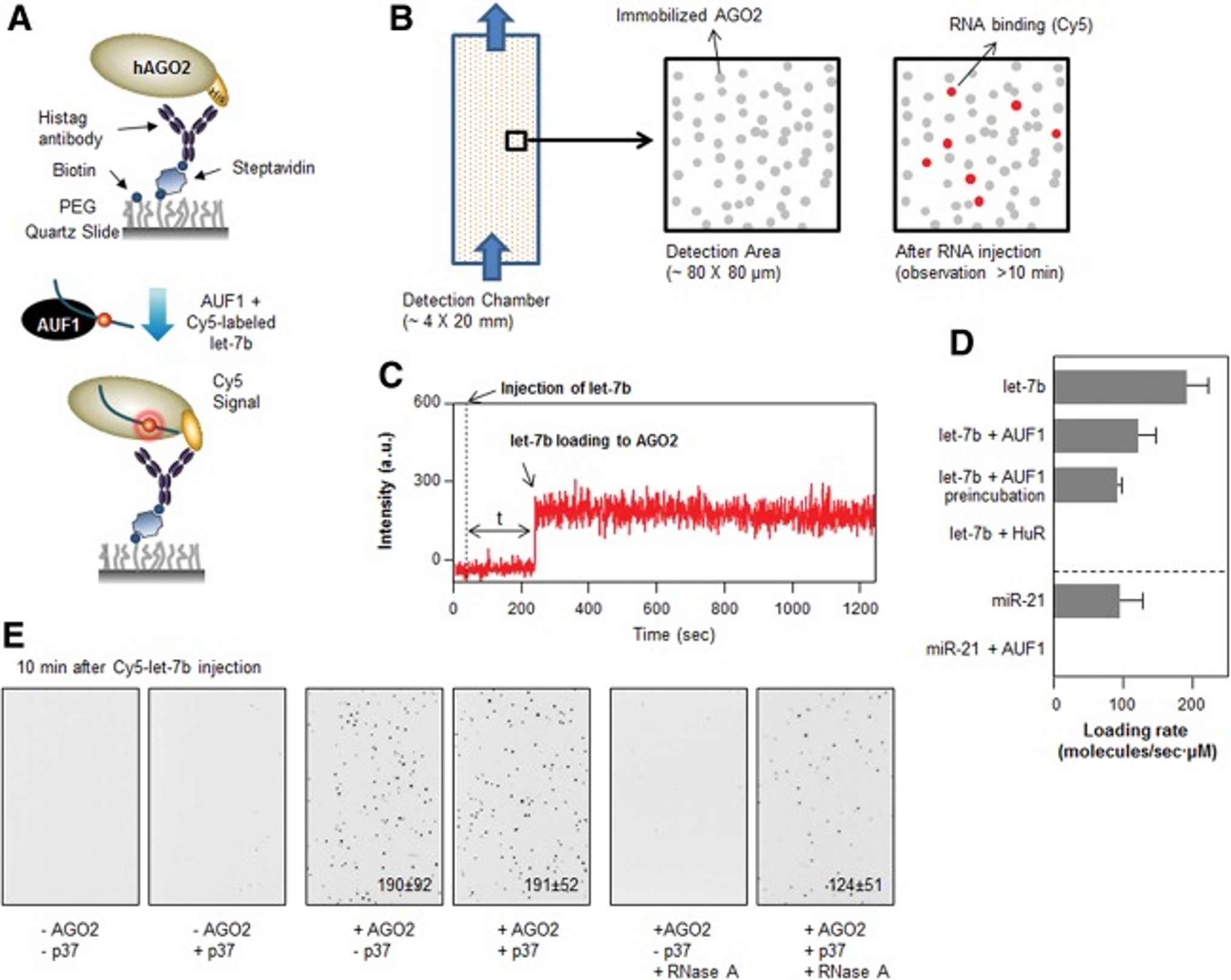 Immunocytochemistry using 6XHis Biotin